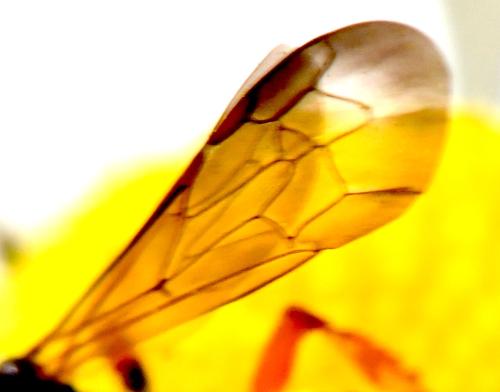 Cerceris sp.
